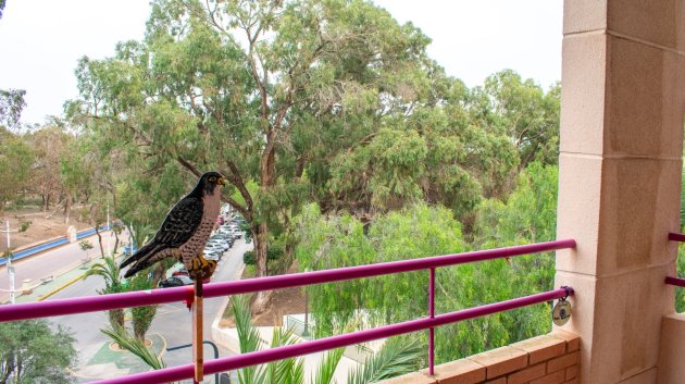 Appartements - Revente - Guardamar del Segura -
                Center