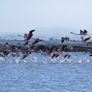 Obra nueva - Apartamentos -
Alicante (Alacant)