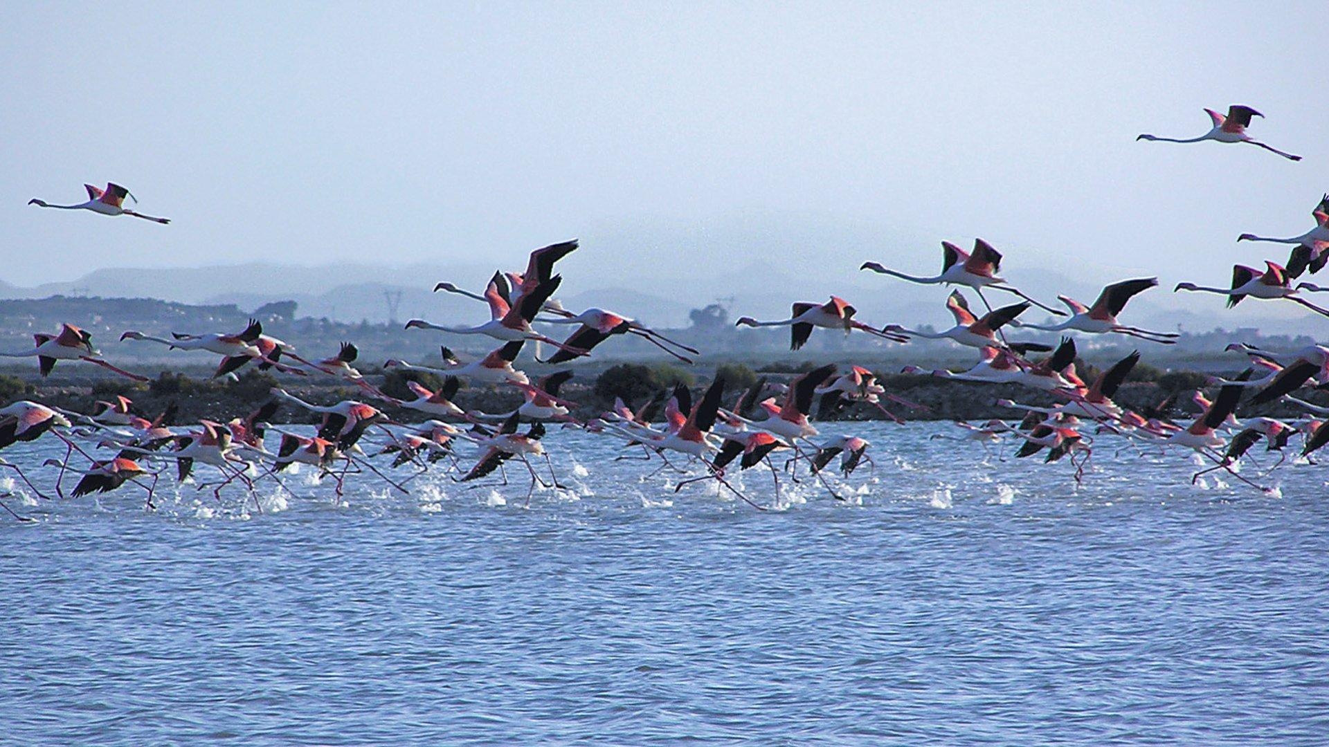 Obra nueva - Apartamentos -
Alicante - Alicante (Alacant)