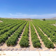 Resale - Apartments -
Algorfa - Pueblo