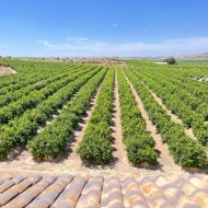 Resale - Apartments -
Algorfa - Pueblo