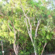 Resale - Apartments -
Orihuela Costa - Playa Flamenca Norte