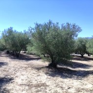 Resale - Land -
Muro de Alcoy
