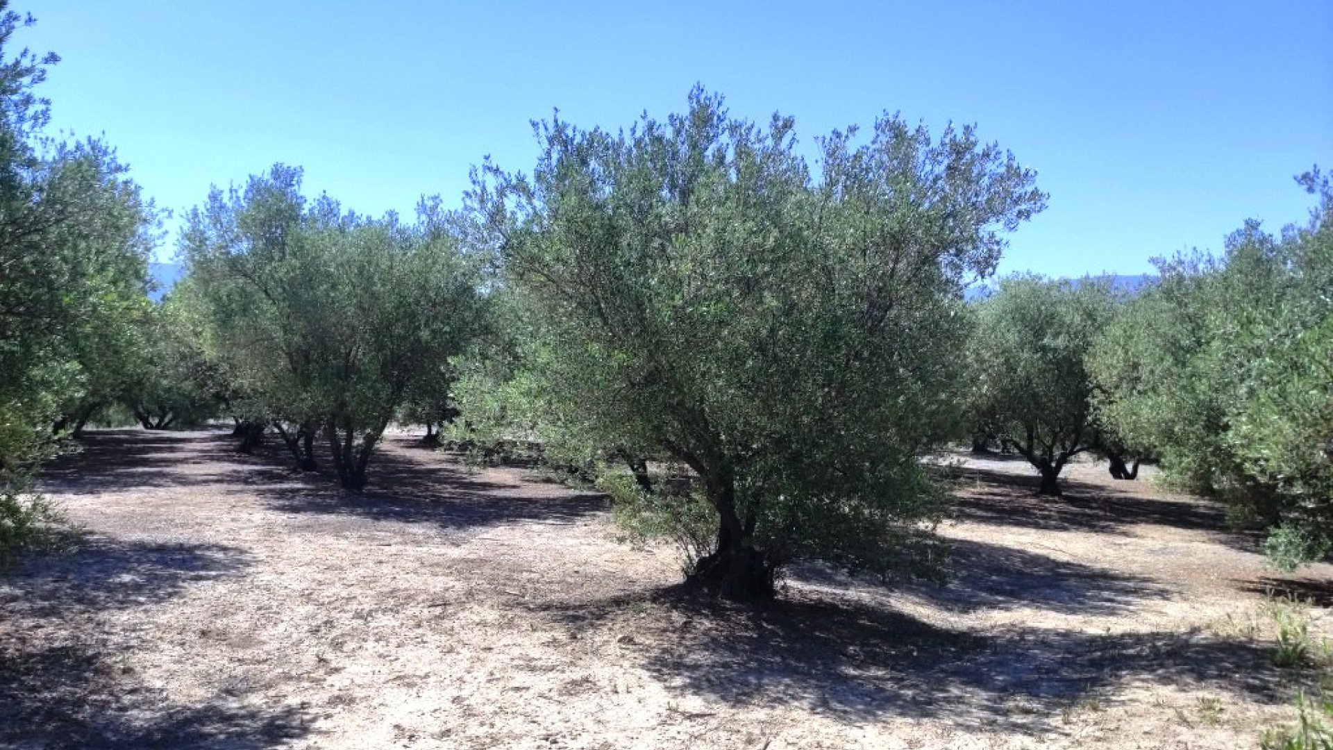 Resale - Land -
Muro de Alcoy