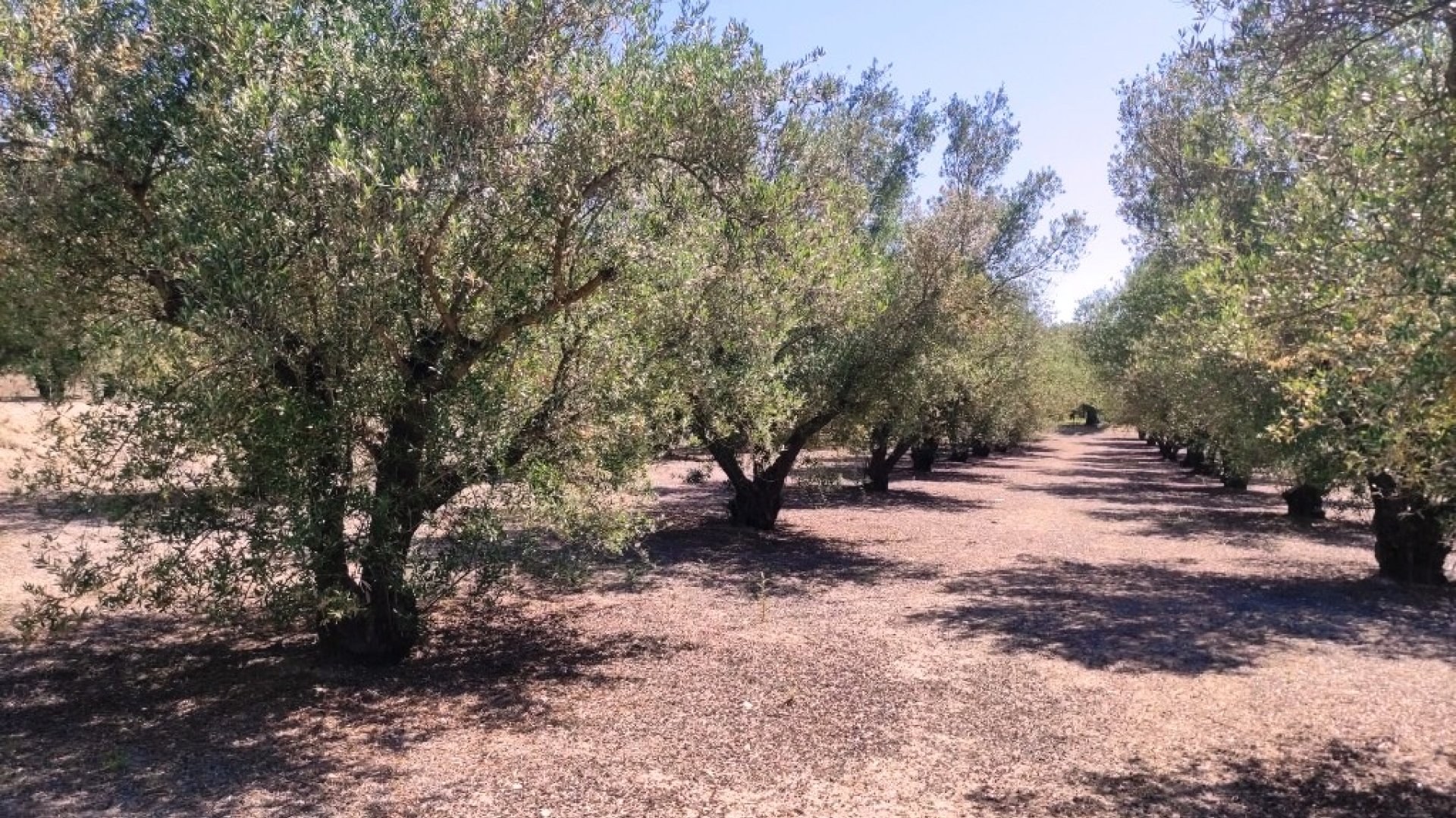 Resale - Land -
Muro de Alcoy