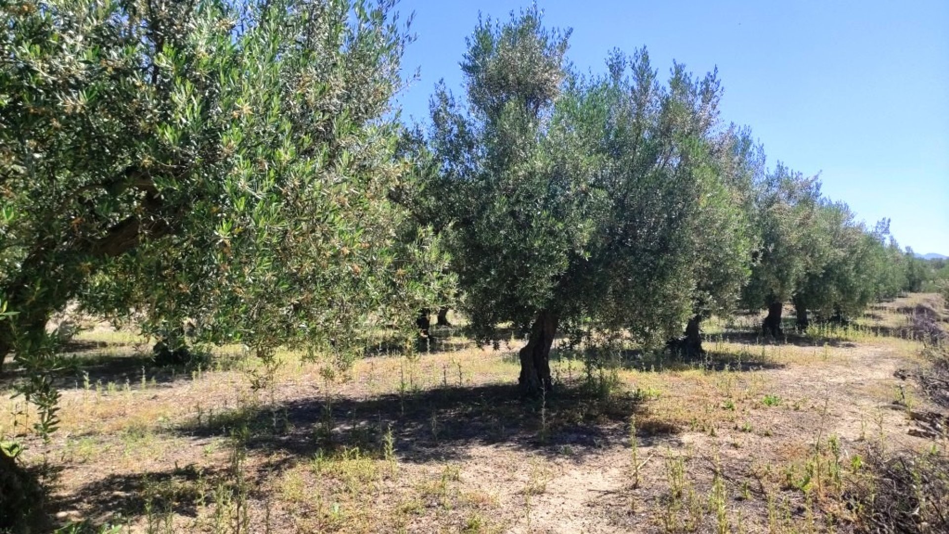 Resale - Land -
Muro de Alcoy