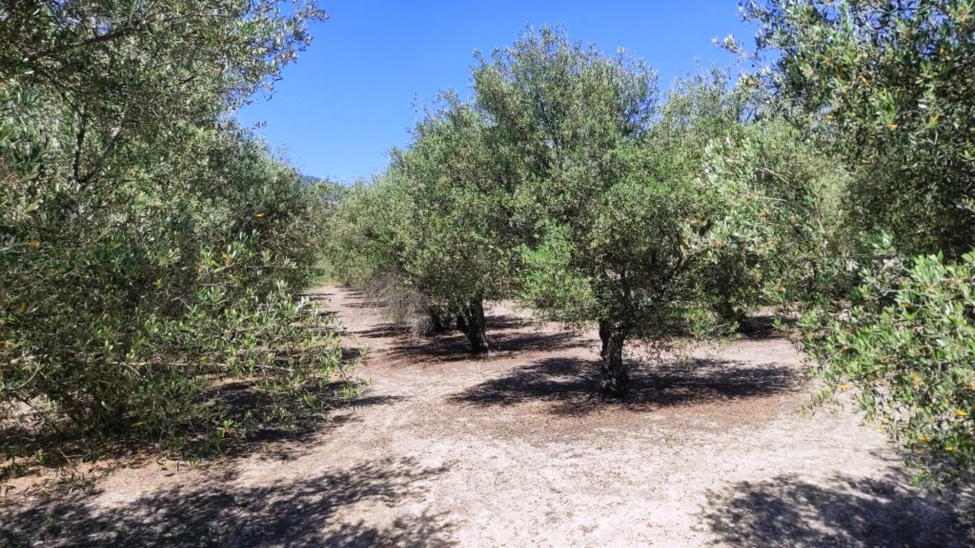 Resale - Land -
Muro de Alcoy