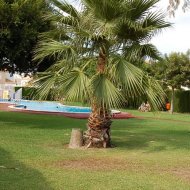 Resale - Townhouse -
Torrevieja - El Limonar