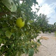 Resale - Villa -
Abanilla