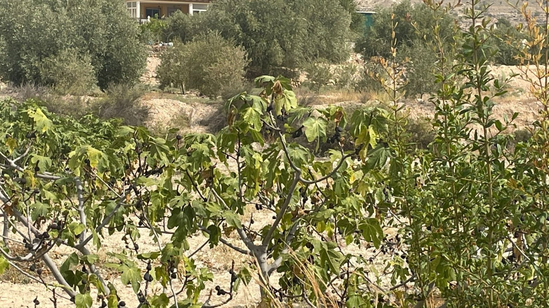 Resale - Villa -
Abanilla