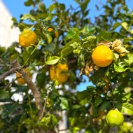 Resale - Villa -
Orihuela Costa - Villamartín