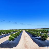 Resale - Villa -
San Miguel de Salinas