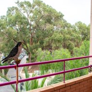 Reventa - Apartamentos -
Guardamar del Segura - Center