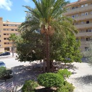 Reventa - Apartamentos -
Guardamar del Segura - Pinomar