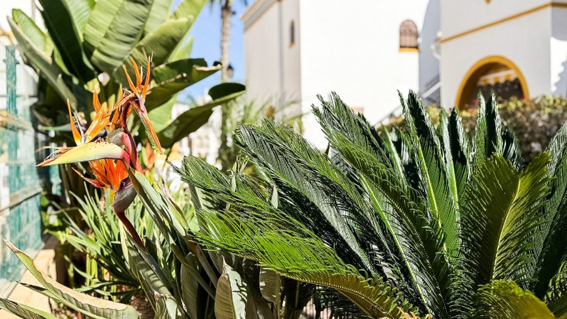 Reventa - Apartamentos -
Torrevieja - La Mata