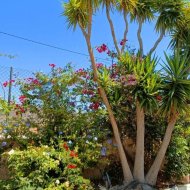 Reventa - Chalets -
Abanilla