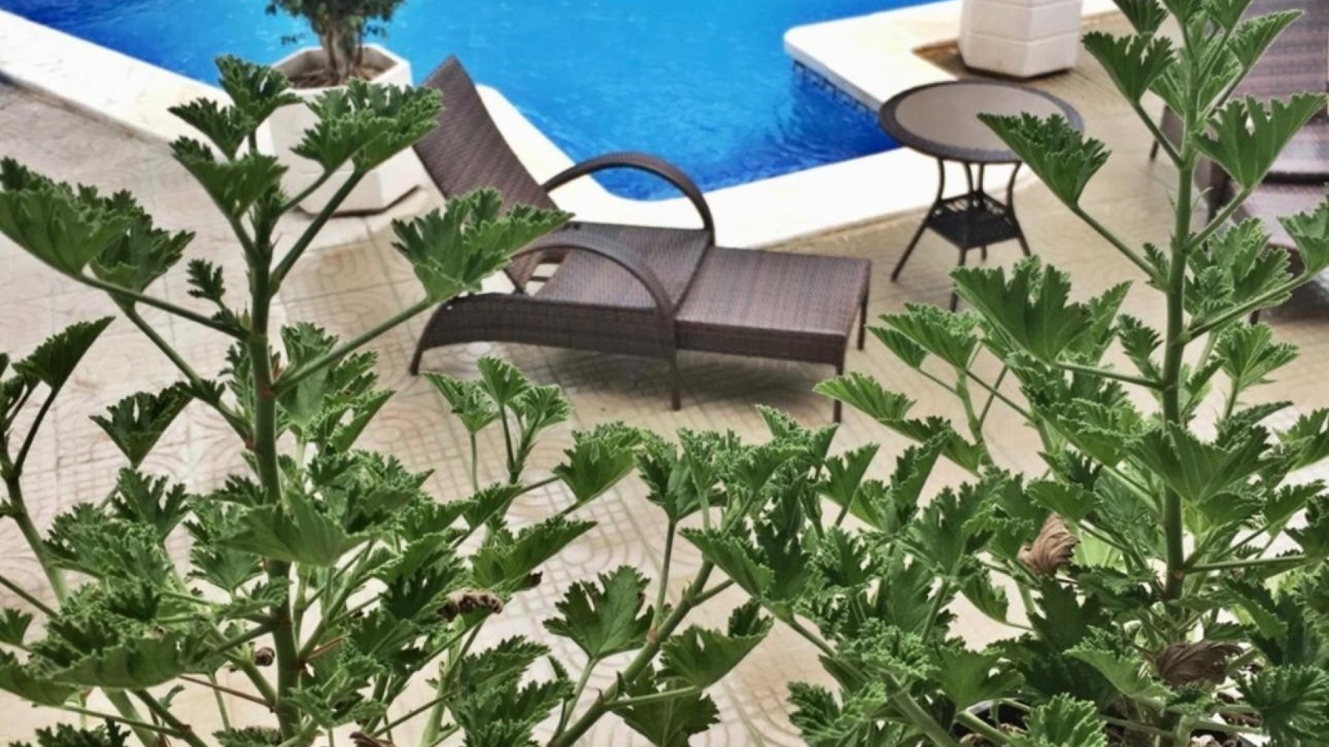 Reventa - Chalets -
Ciudad Quesada - Doña Pepa