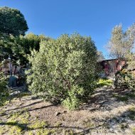 Reventa - Chalets -
Guardamar del Segura