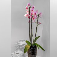 Reventa - Chalets -
Guardamar del Segura