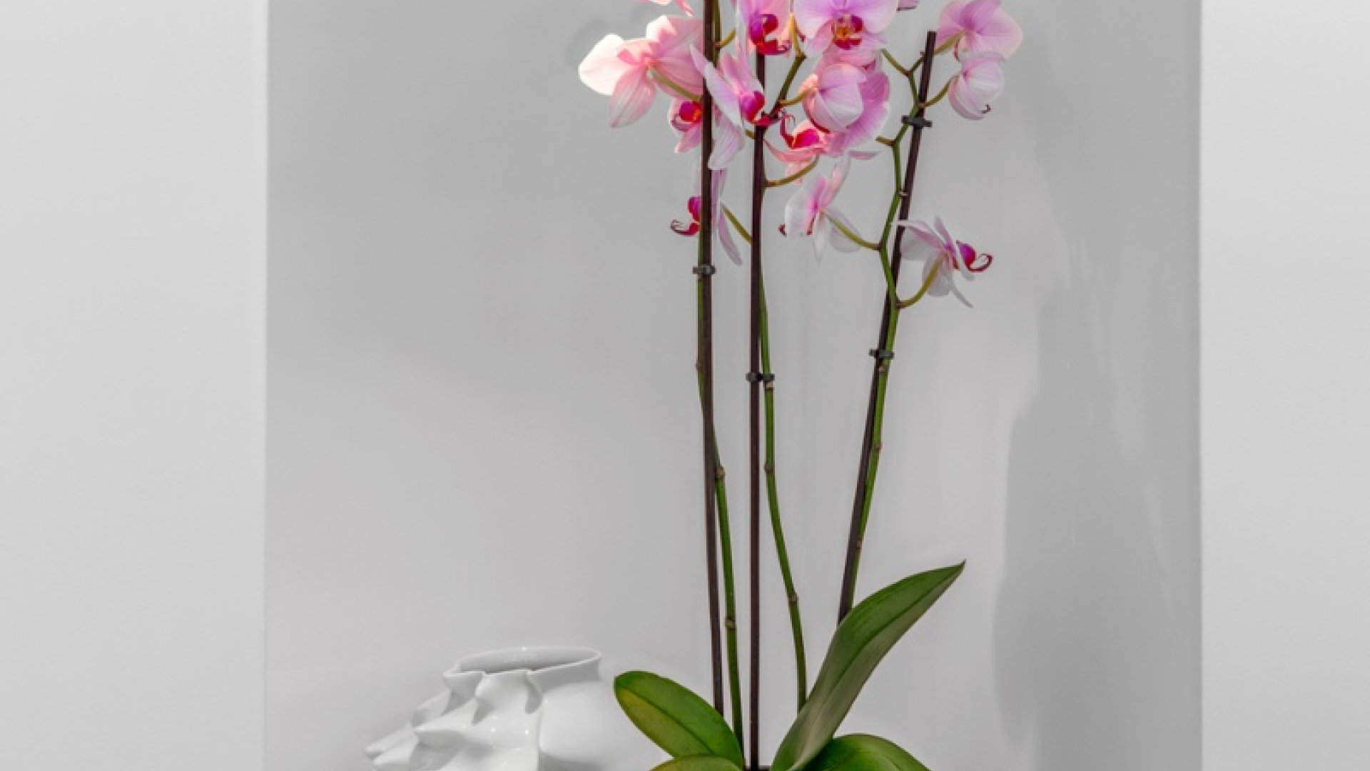 Reventa - Chalets -
Guardamar del Segura