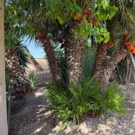 Reventa - Chalets -
La Marina - Elche / Elx