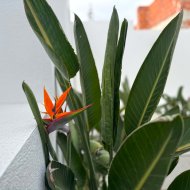 Reventa - Chalets -
Torrevieja - Los Balcones