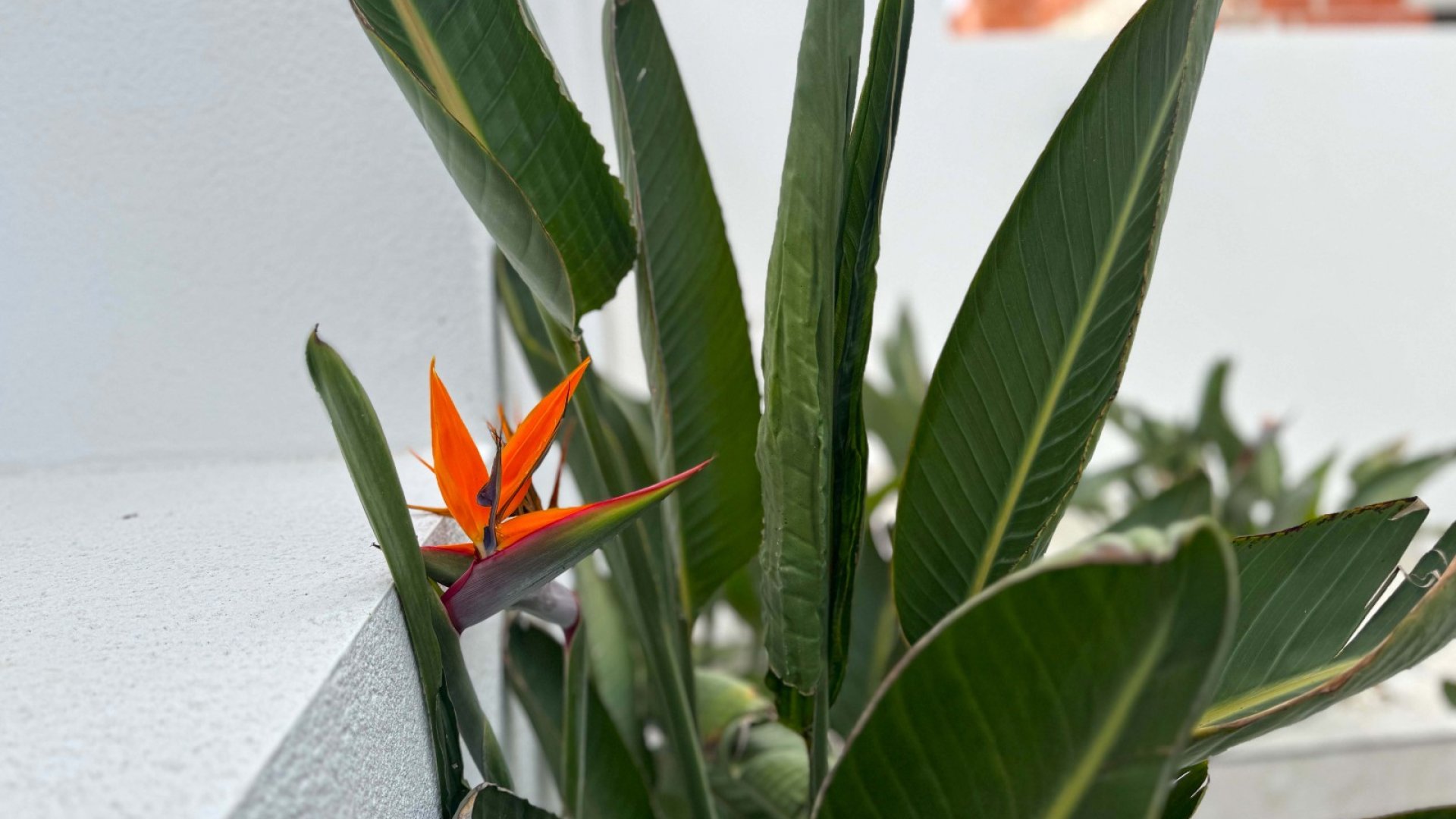 Reventa - Chalets -
Torrevieja - Los Balcones