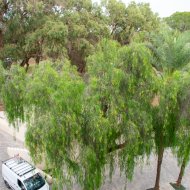 Revente - Appartements -
Guardamar del Segura - Center