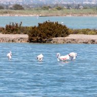 Revente - Appartements -
Torrevieja - La Mata