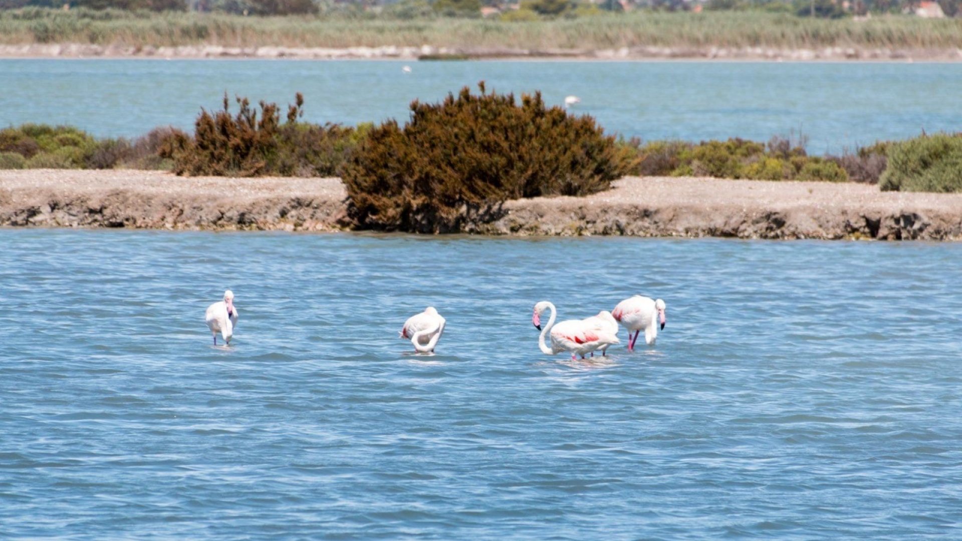 Revente - Appartements -
Torrevieja - La Mata