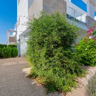 Revente - Maison de ville -
Ciudad Quesada - Doña Pepa