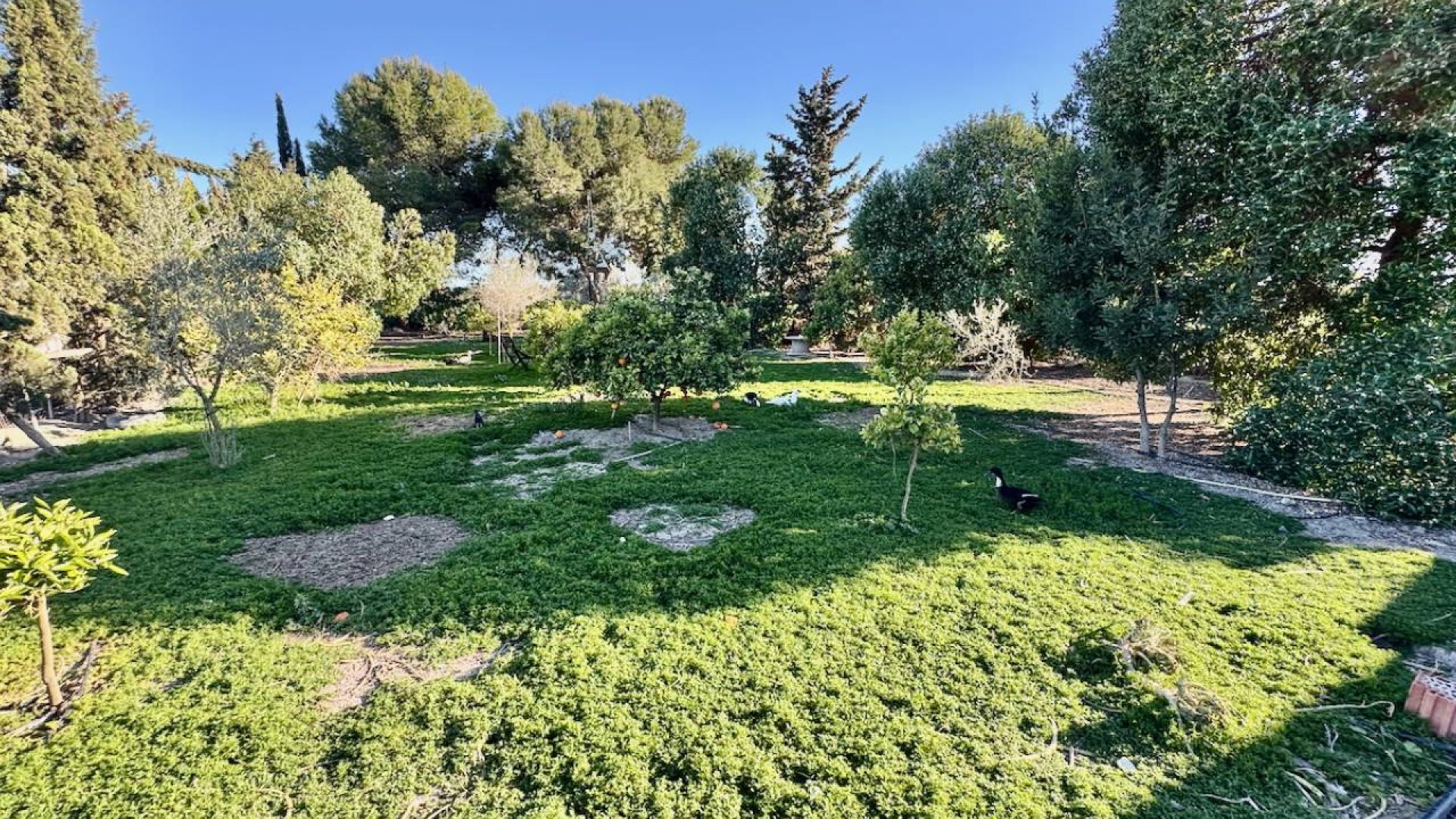 Revente - Villa -
Guardamar del Segura