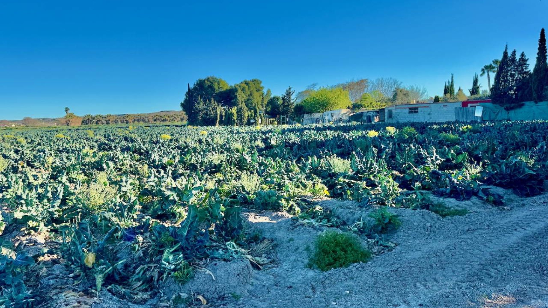 Revente - Villa -
Guardamar del Segura
