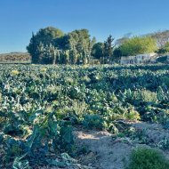 Revente - Villa -
Guardamar del Segura