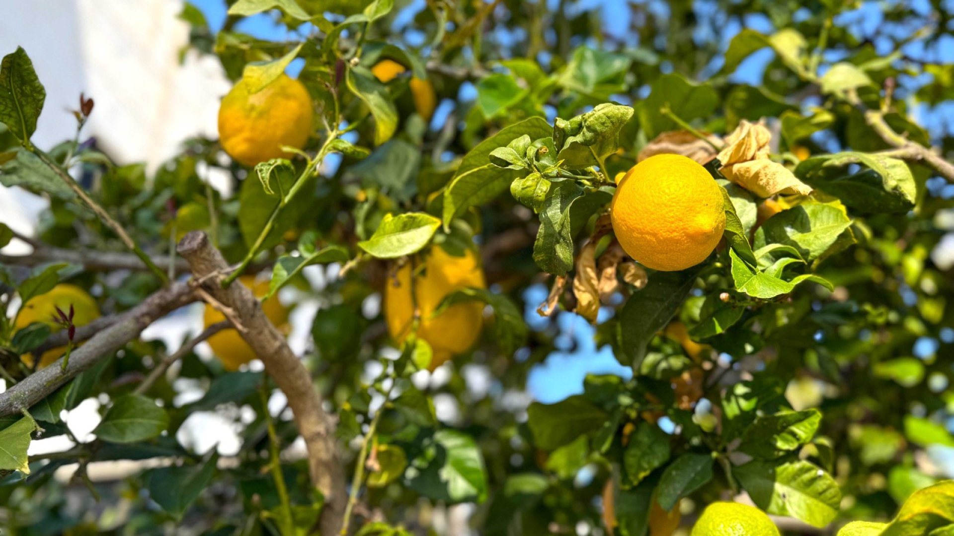 Revente - Villa -
Orihuela Costa - Villamartín