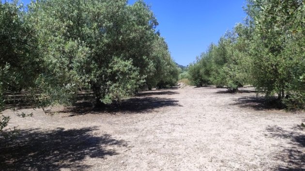 Terrains - Revente - Muro de Alcoy -
                Muro de Alcoy