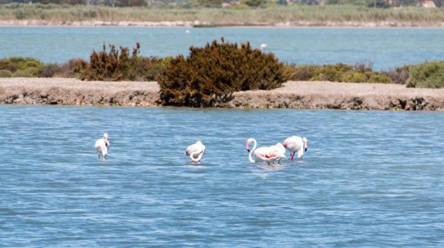 Resale - Apartments -
Torrevieja - La Mata