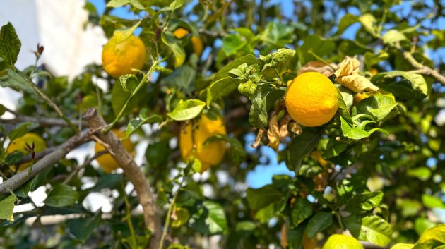 Revente - Villa -
Orihuela Costa - Villamartín