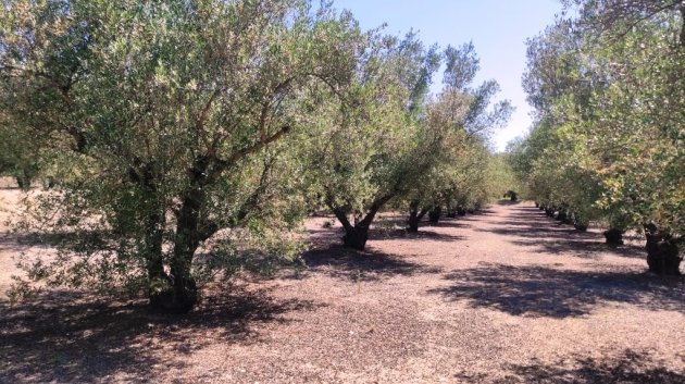 Resale - Land -
Muro de Alcoy