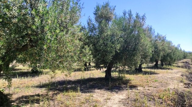 Resale - Land -
Muro de Alcoy