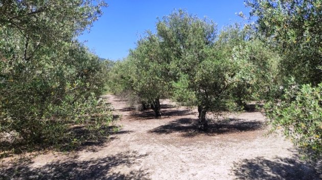 Resale - Land -
Muro de Alcoy