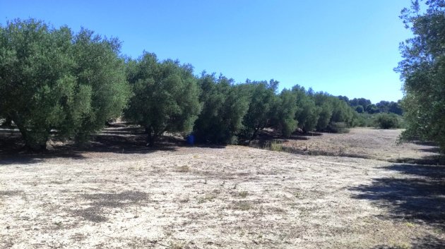 Resale - Land -
Muro de Alcoy