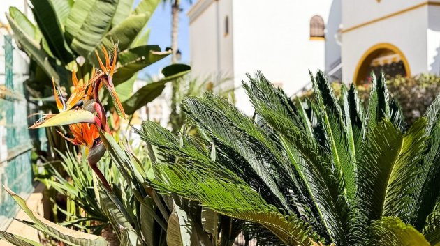 Reventa - Apartamentos -
Torrevieja - La Mata